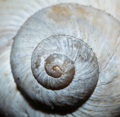 Roman snail, Burgundy snail or escargot i its environment, close up photo.
