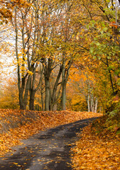 Road in a forest, Autumn foliage.  Golden, yellow and orange leaves. 