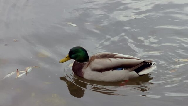 Duck on the pond. Duck swimming in water. Bird in water. River Mallard in slow motion.