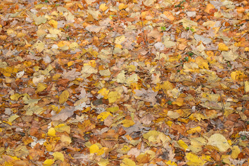 Autumn leaves, vivid, colorful background.. Golden autumn, fall in a Park in the city Gniezno, Poland.