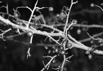 Hawthorn bush in autumn. Leafless branches and red berries.