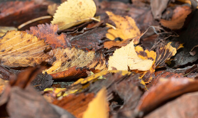  Autumn leaves, vivid, colorful background.. Golden autumn, fall in a Park in the city Gniezno, Poland.