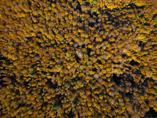 Aerial view of Tuscany mountain in autumn with orange foliage, warm colors. Zenithal view