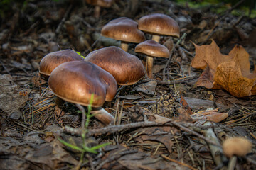 Small brown mushrooms in the fallen autumn leaves.
