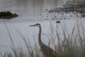 Great Blue Heron standing by a grassy rivulet 