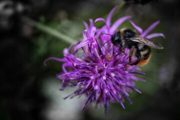 Bee on a flower