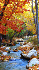 A stream flows through a colorful autumn forest.