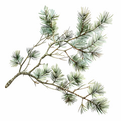 Pine tree branch , white background