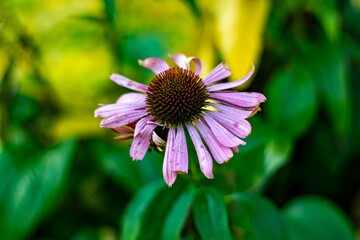 A striking close-up of a pink echinacea flower, showcasing its vibrant, spiky center and gently arching petals. The flower stands out against a lush green background with hints of yellow, emphasizing