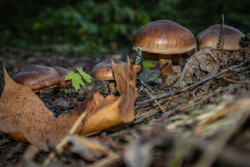 Small brown mushrooms in the fallen autumn leaves.