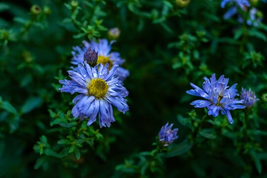 A vibrant close-up shot of purple asters in full bloom, with morning dew droplets visible on their delicate petals. The shallow depth of field emphasizes the main flower in focus while softening the