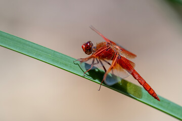 Flammenlibelle auf Halm