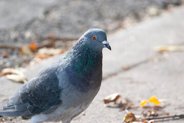 Puffy Rock Pigeon in the Street