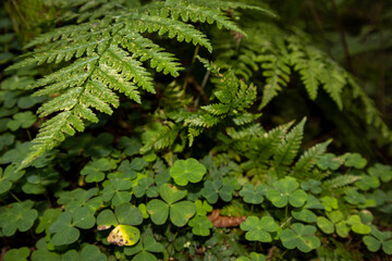 Types of forest in summer. Greenery, foliage, trees, paths