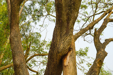 Two trees intertwined together