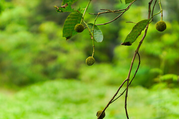 Burflower-tree commonly known as Neolamarckia cadamba or Kodom flower of Bangladesh