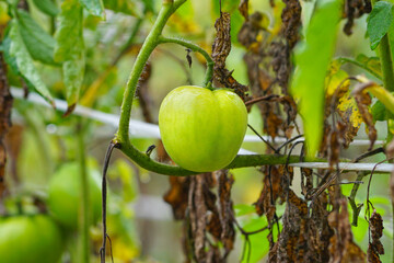 Green tomatoes in the greenhouse. Organic farming