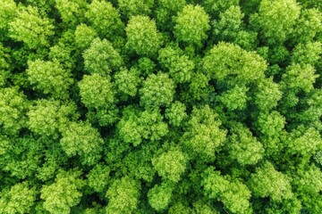 Naklejka premium Vibrant Forest Canopy Aerial View