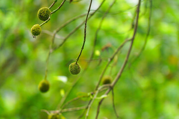 Neolamarckia cadamba with English common names burflower-tree, laran, and Leichhardt pine and called kadam or cadamba locally, is an evergreen, tropical tree native to South and Southeast Asia