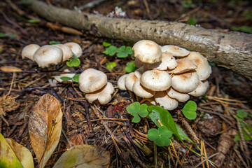 Small white mushrooms in the fallen autumn leaves.