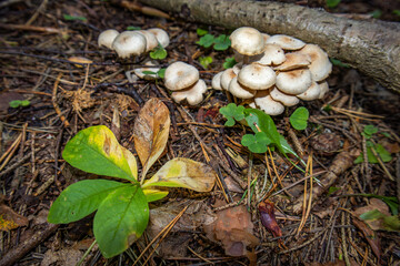 Small white mushrooms in the fallen autumn leaves.