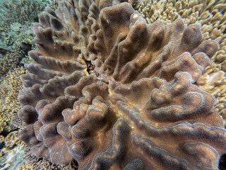 A close-up of a coral reef in the ocean, Raja Ampat, Indonesia.