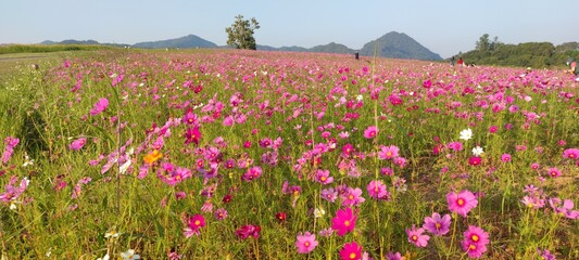 Vibrant Flower Field Under Clear Blue Sky