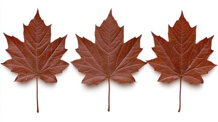 Three Brown Maple Leaves on White Background   Autumn Foliage  Nature  Botany  Fall Colors