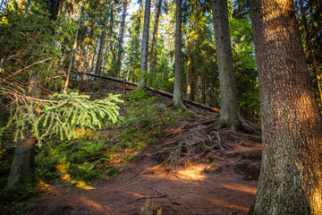 Types of forest in summer. Greenery, foliage, trees, paths