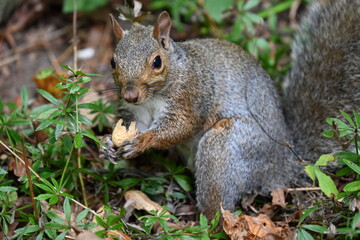 squirrel on the background of the landscape,