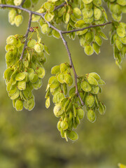 Nahaufnahme von grünen Samen an kleinen Zweigen der Flatter-Ulme (Ulmus laevis).