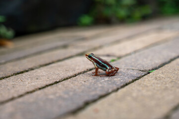 Frog on a sidewalk