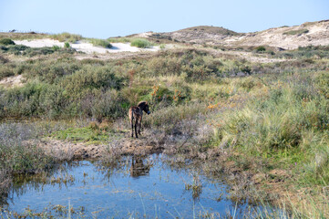Wild horse at a small lake in a dune landscape