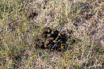 Fresh horse manure piles in nature