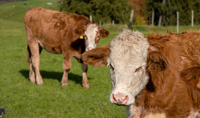 Kühe, Rinder, Kälber, Weide, Allgäu, Bayern, Landschaft