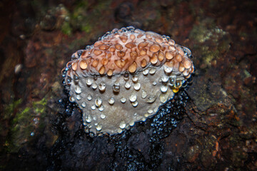 Fomitopsis pinicola. Pine polypore. The tinder fungus is bordered. Weeping mushroom.