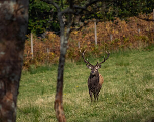 The deer rut Travelling around the NC500 route in the North Coast of Scotland