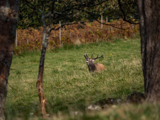 The deer rut Travelling around the NC500 route in the North Coast of Scotland