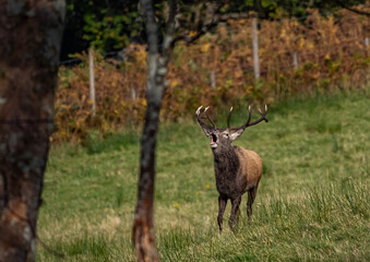 The deer rut Travelling around the NC500 route in the North Coast of Scotland