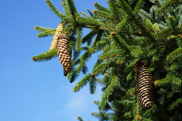 Branch with cones and blue sky in the background