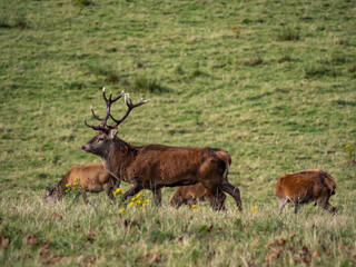 The deer rut Travelling around the NC500 route in the North Coast of Scotland