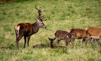 The deer rut Travelling around the NC500 route in the North Coast of Scotland