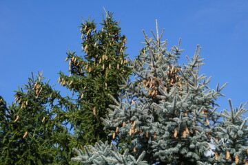 Trees with cones and needles with blue sky in the background