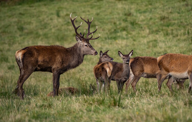 The deer rut Travelling around the NC500 route in the North Coast of Scotland