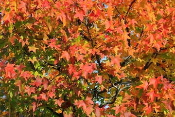 Japanese maple, palmate, autumn tree with yellow, red, orange, leaves, autumn landscape. Japanese maple in leaf fall. wallpaper