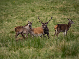 The deer rut Travelling around the NC500 route in the North Coast of Scotland