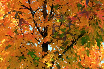Japanese maple, palmate, autumn tree with yellow, red, orange, leaves, autumn landscape. Japanese maple in leaf fall. wallpaper