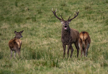 The deer rut Travelling around the NC500 route in the North Coast of Scotland