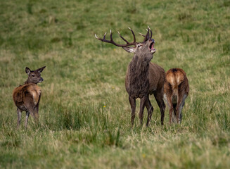 The deer rut Travelling around the NC500 route in the North Coast of Scotland