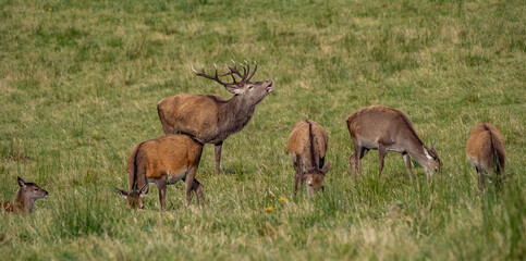 The deer rut Travelling around the NC500 route in the North Coast of Scotland